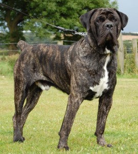 cane corso