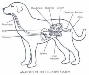 apparato digestivo cane