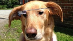 cane che indossa gli occhiali di google