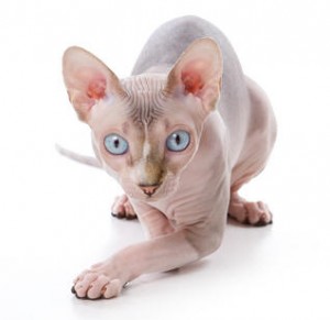 gatto senza pelo sphynx