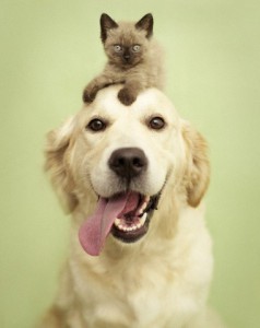 Golden retriever and cat in studio