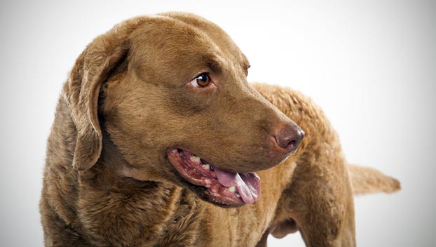 chesapeake-bay-retriever_04_lg