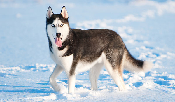 husky_siberien2