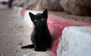 black-cats-awesomelycute.com-7