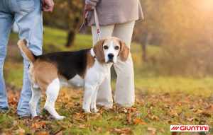 Quando il cane "gratta" il terreno