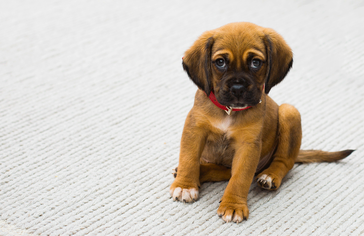 Giuntinipet Come abituare il cane al rumore dell'aspirapolvere - Giuntinipet