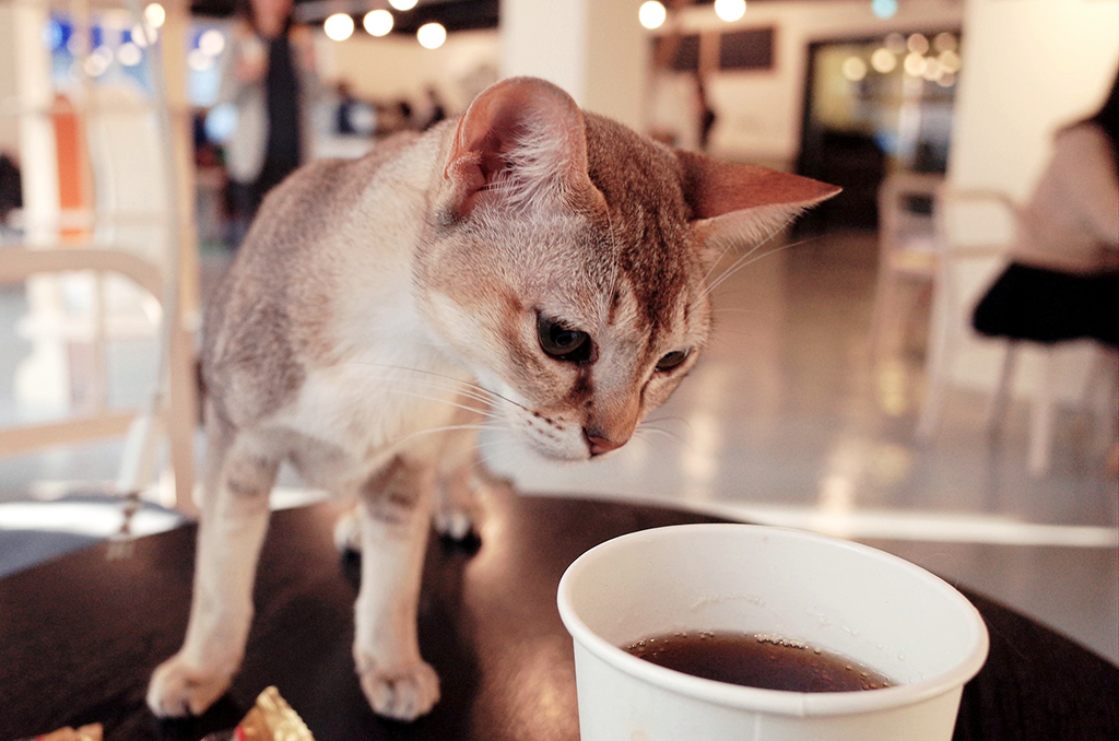 I Cat Cafè