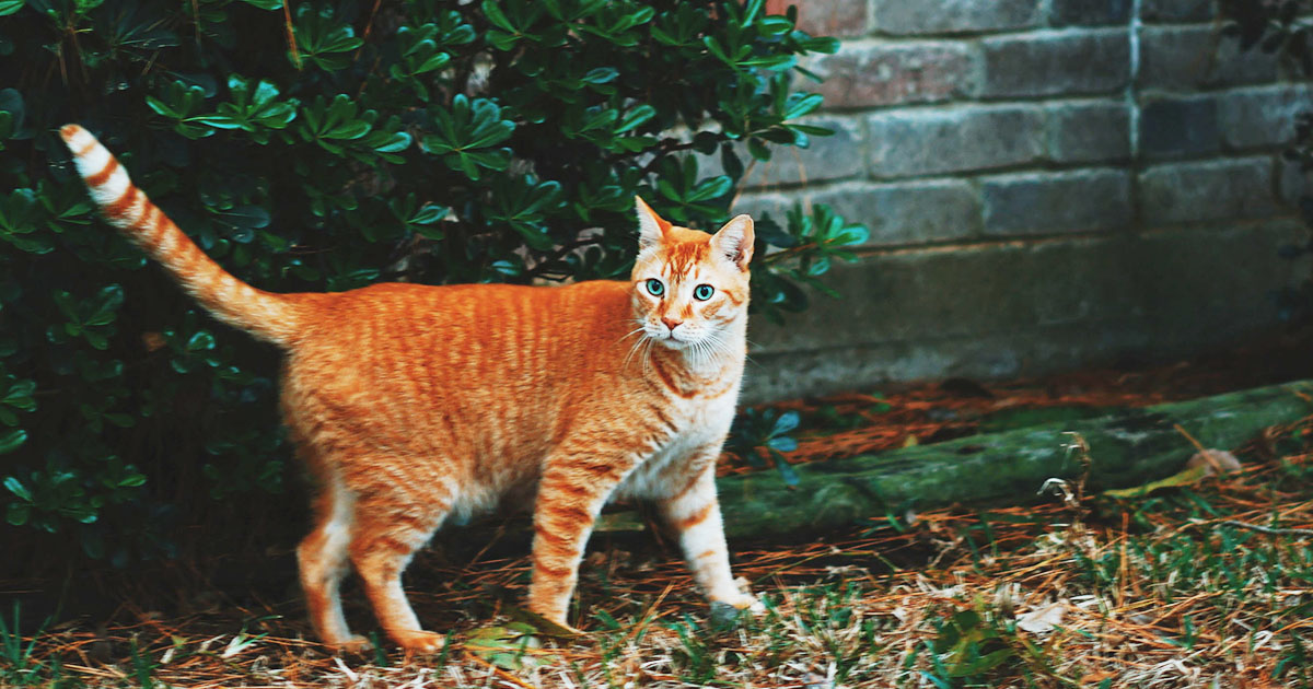 Perché il gatto si morde la coda?