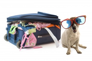 cane con occhiali da sole e valigia