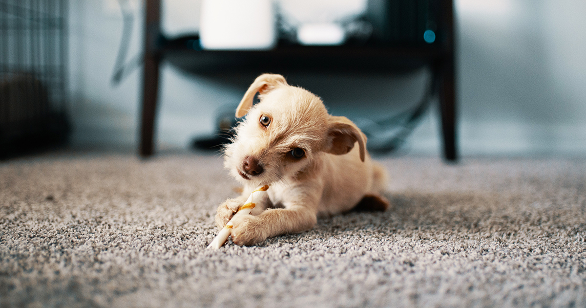 Giuntinipet I Migliori Cani Da Appartamento Giuntinipet