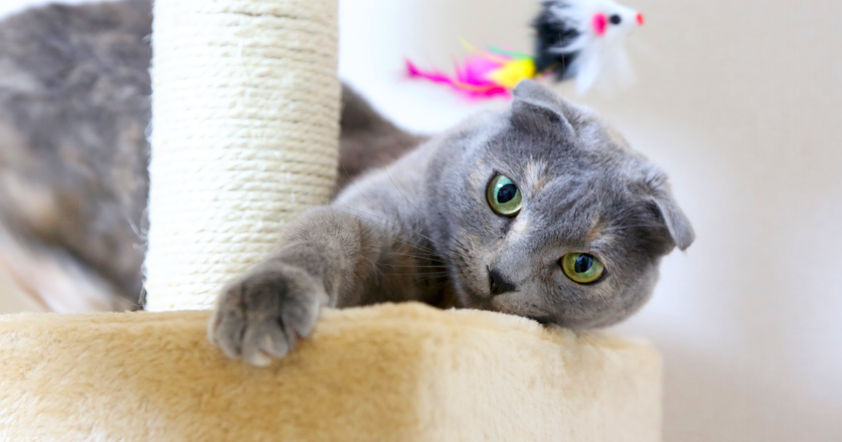 Scottish Fold: storia e carattere del gatto dalle orecchie buffe